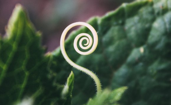Heart Chakra meditacija
