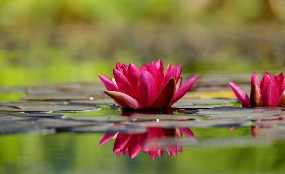 Osho Chakra Sounds meditacija