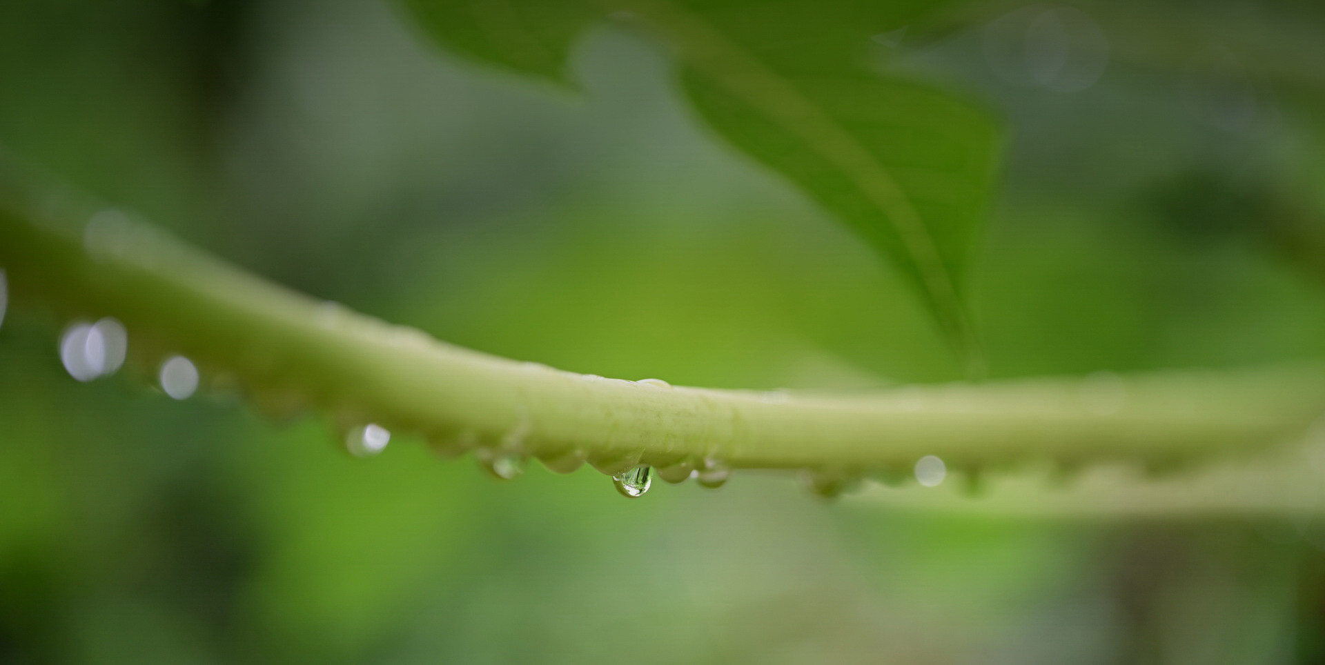 Meditativna terapija: OSHO® Reminding Yourself of the Forgotten Language of Talking to your BodyMind™
